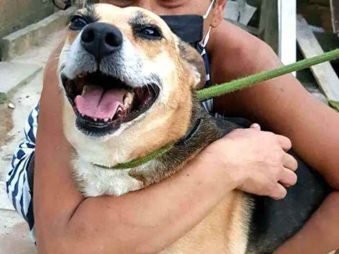 Cachorro ra a  idade 2 anos nome Linda