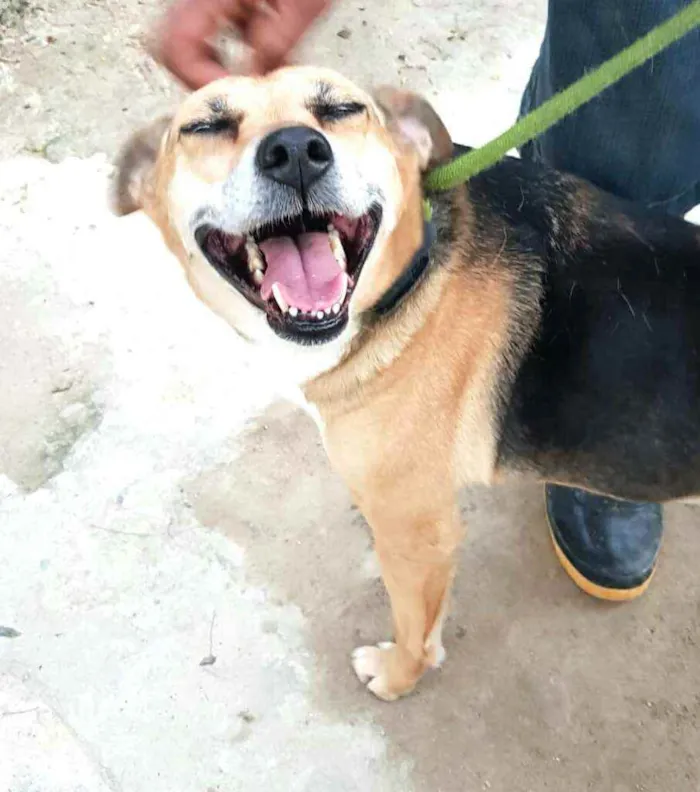 Cachorro ra a  idade 2 anos nome Linda