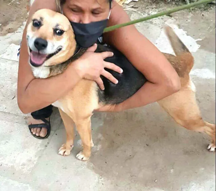 Cachorro ra a  idade 2 anos nome Linda
