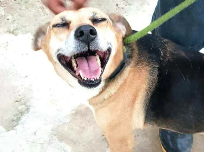 Cachorro ra a  idade 2 anos nome Linda