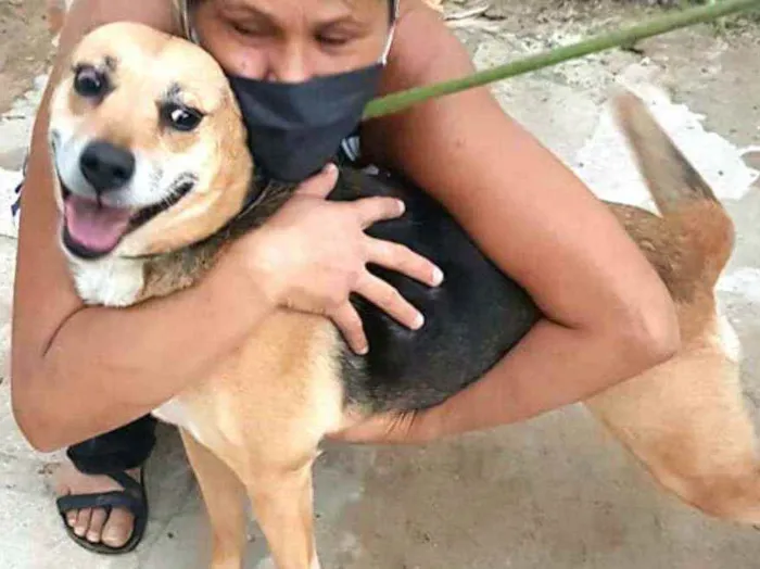 Cachorro ra a  idade 2 anos nome Linda