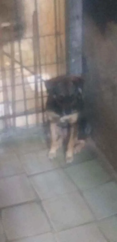 Cachorro ra a Nistiso a pastor alemão  idade 3 anos nome Max