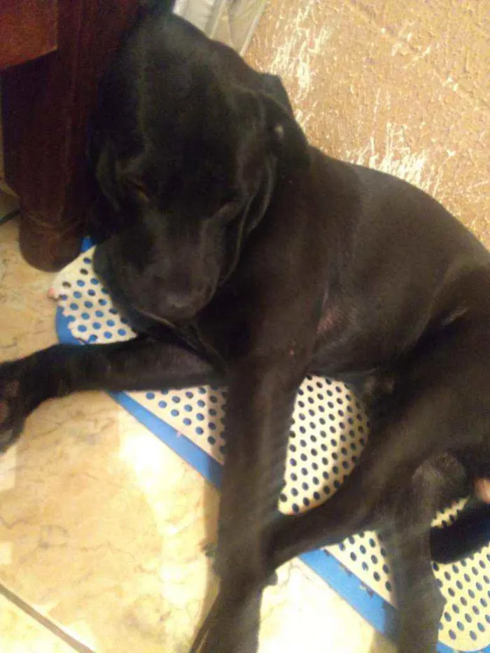 Cachorro ra a Vira lata idade 7 a 11 meses nome Neguinho