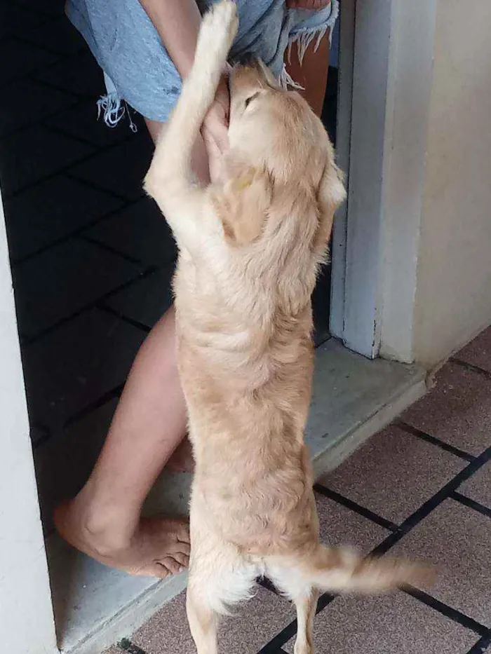Cachorro raça Não sei idade 2 a 6 meses nome Estrela