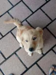Estrela