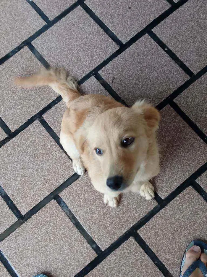 Cachorro raça Não sei idade 2 a 6 meses nome Estrela