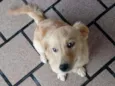Estrela