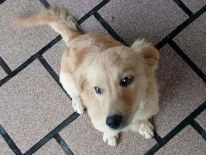 Cachorro raça Não sei idade 2 a 6 meses nome Estrela