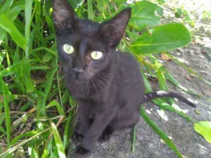Gato raça SRD idade 7 a 11 meses nome Sem Nome