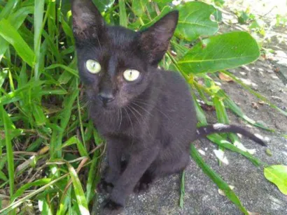 Gato raça SRD idade 7 a 11 meses nome Sem Nome