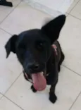 Negão