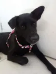 Negão