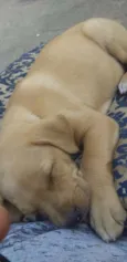 Princesa