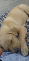 Princesa
