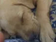 Princesa