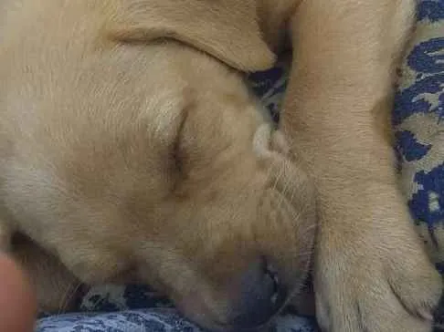 Cachorro ra a Virá lata idade Abaixo de 2 meses nome Princesa