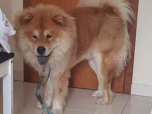 Cachorro raça Chow chow idade 4 anos nome APOLO