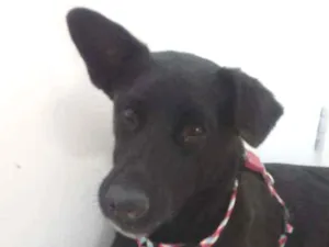 Cachorro raça SRD idade 2 anos nome Negão