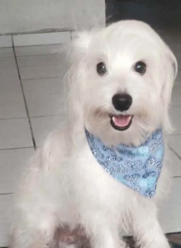 Cachorro raça Poodle idade 4 anos nome Lion