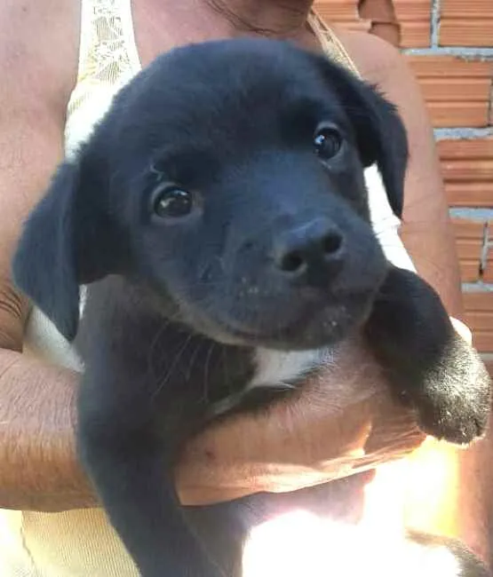 Cachorro ra a  idade 2 a 6 meses nome Filhote 