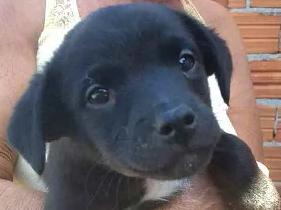 Cachorro ra a  idade 2 a 6 meses nome Filhote 