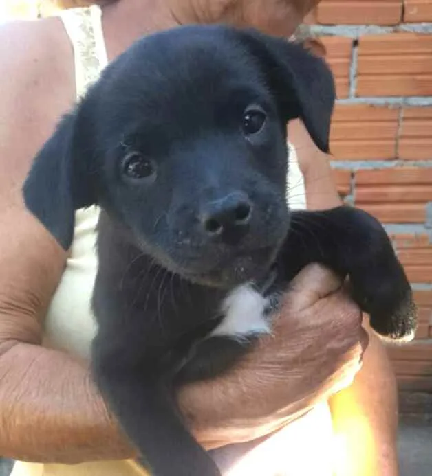 Cachorro ra a  idade 2 a 6 meses nome Filhote 