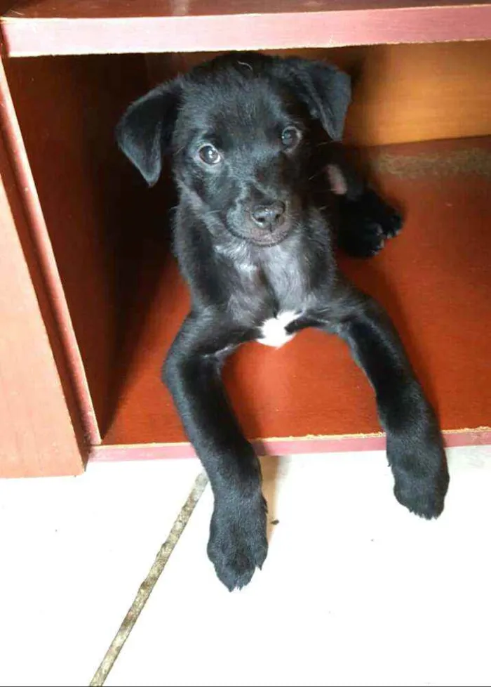 Cachorro ra a  idade 2 a 6 meses nome Filhote 