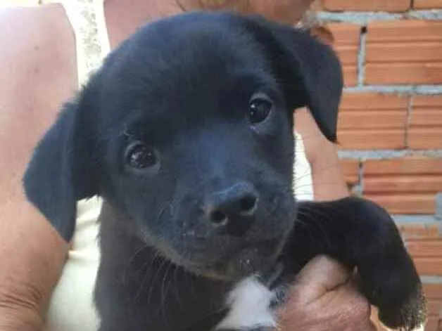 Cachorro ra a  idade 2 a 6 meses nome Filhote 