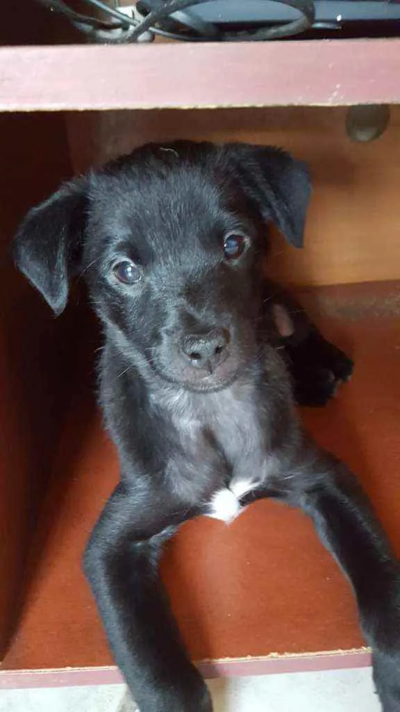 Cachorro ra a  idade 2 a 6 meses nome Filhote 