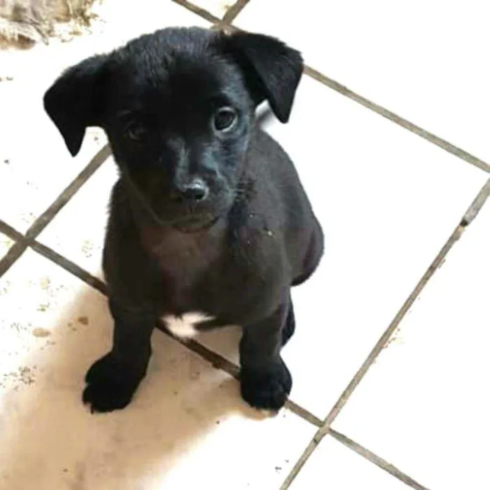Cachorro ra a  idade 2 a 6 meses nome Filhote 