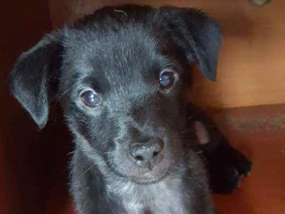 Cachorro ra a  idade 2 a 6 meses nome Filhote 