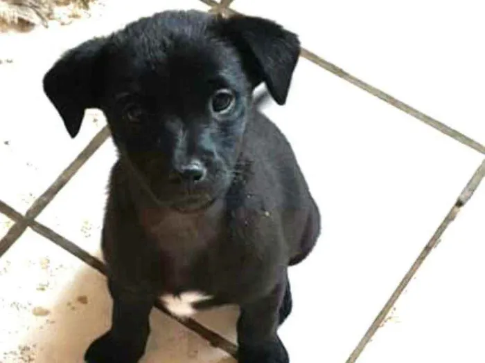 Cachorro ra a  idade 2 a 6 meses nome Filhote 