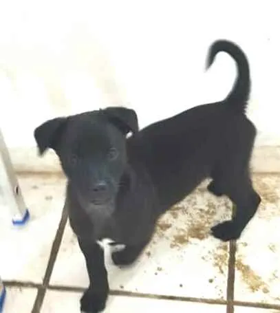 Cachorro ra a  idade 2 a 6 meses nome Filhote 