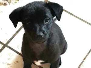 Cachorro raça  idade 2 a 6 meses nome Filhote 