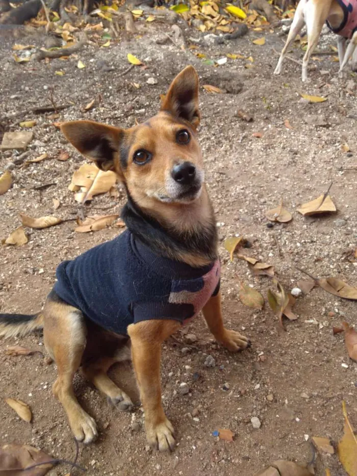 Cachorro ra a SRD-ViraLata idade 2 anos nome Pivete