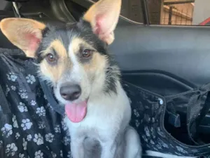 Cachorro raça Srd idade 1 ano nome Layla