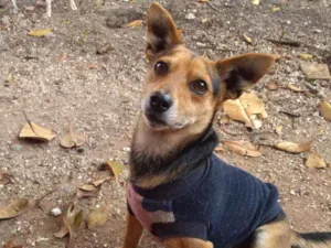 Cachorro raça SRD-ViraLata idade 2 anos nome Pivete