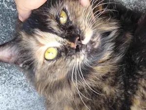 Gato raça Srd idade 2 a 6 meses nome Naz