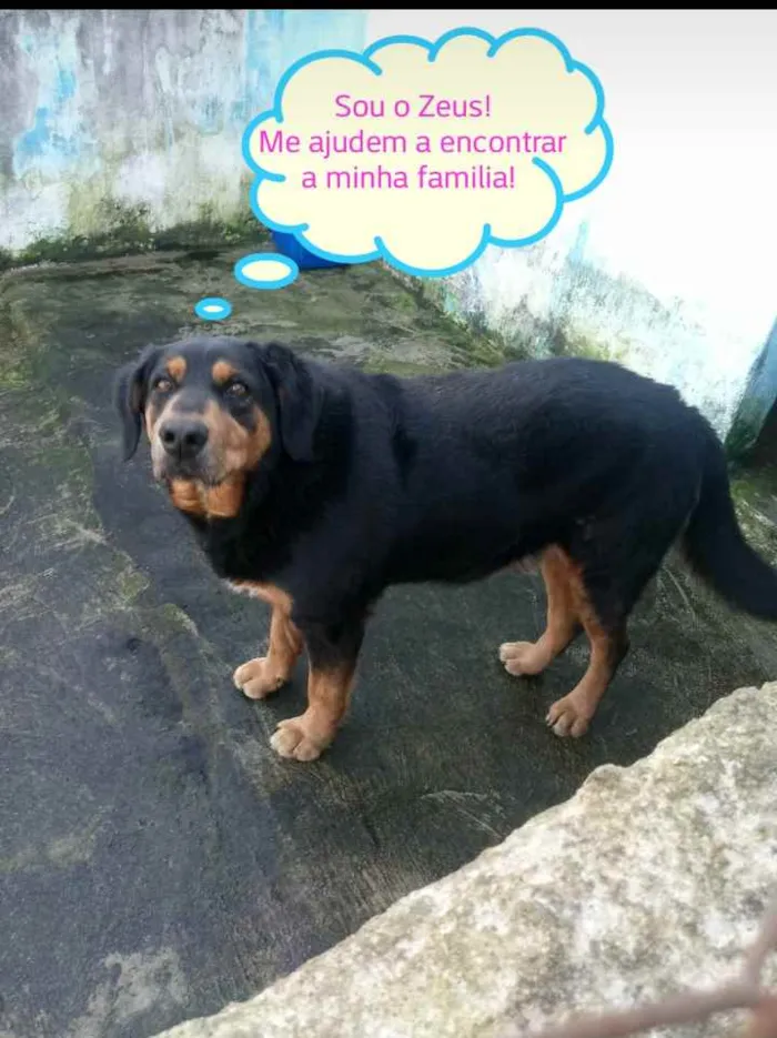 Cachorro ra a SRD idade 5 anos nome ZEUS (PORTE GRANDE)