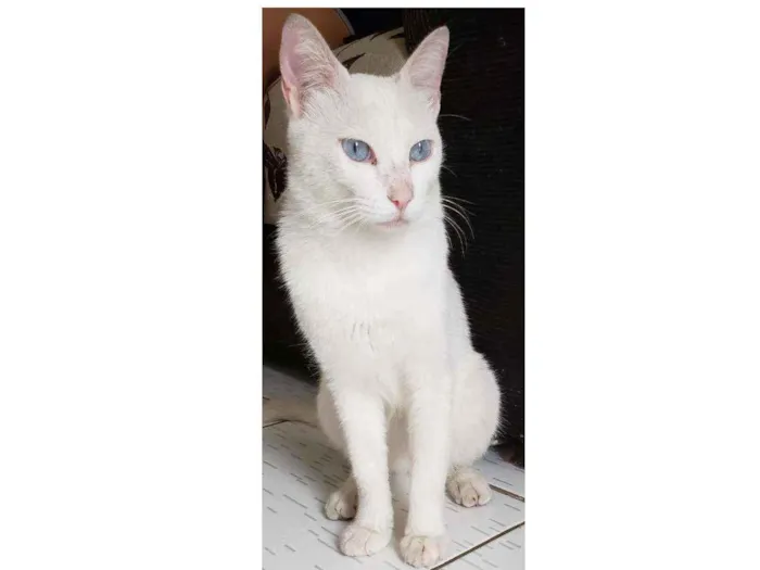 Gato ra a SRD idade 2 anos nome Não sei