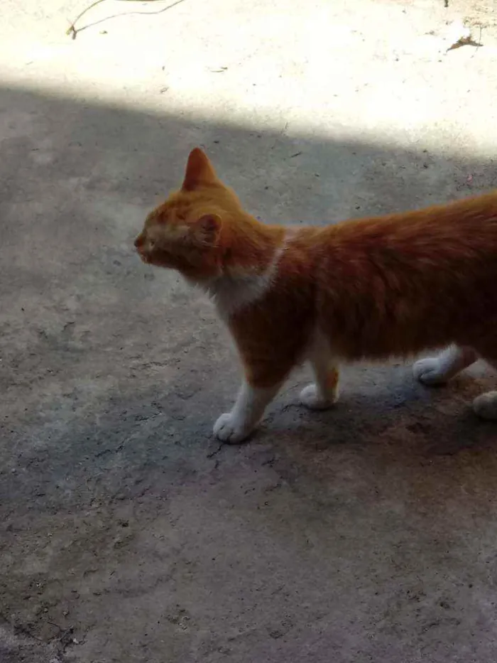 Gato ra a Não tem raça idade 7 a 11 meses nome No tem nome