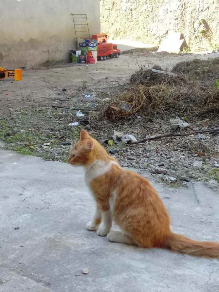 Gato ra a Não tem raça idade 7 a 11 meses nome No tem nome