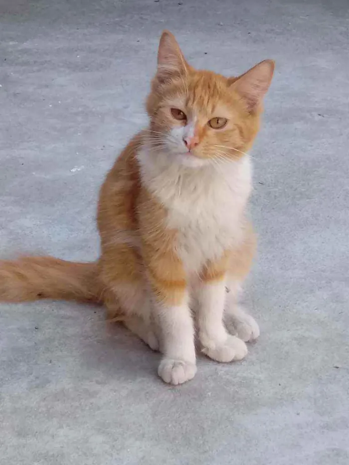 Gato ra a Não tem raça idade 7 a 11 meses nome No tem nome