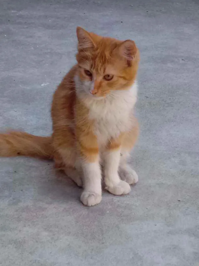 Gato ra a Não tem raça idade 7 a 11 meses nome No tem nome