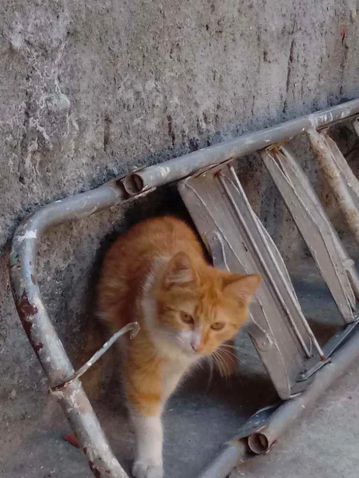 Gato ra a Não tem raça idade 7 a 11 meses nome No tem nome