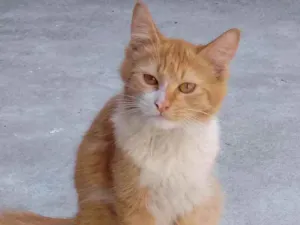 Gato raça Não tem raça idade 7 a 11 meses nome No tem nome