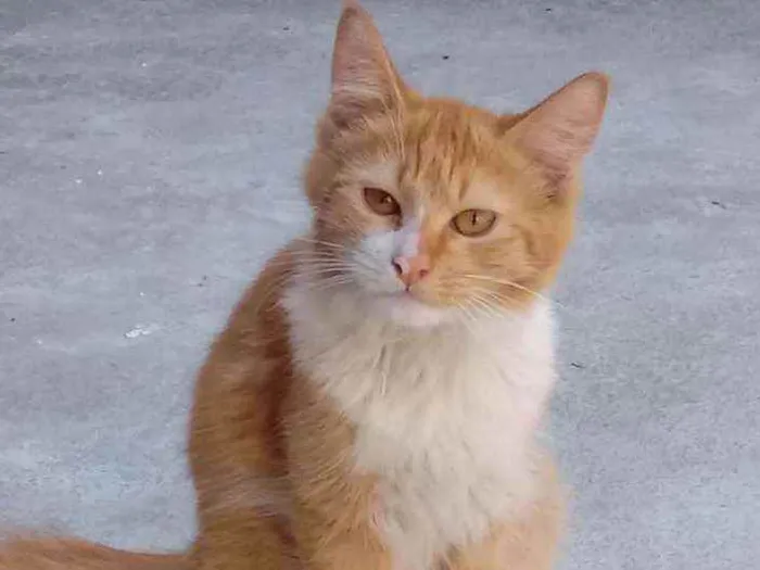 Gato ra a Não tem raça idade 7 a 11 meses nome No tem nome