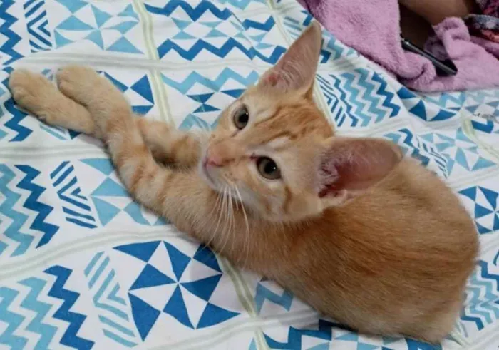 Cachorro ra a Srd idade 2 a 6 meses nome Zack