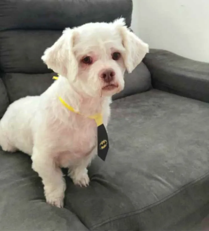 Cachorro ra a Shitzu  idade 3 anos nome Pingo