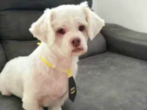 Cachorro raça Shitzu  idade 3 anos nome Pingo 